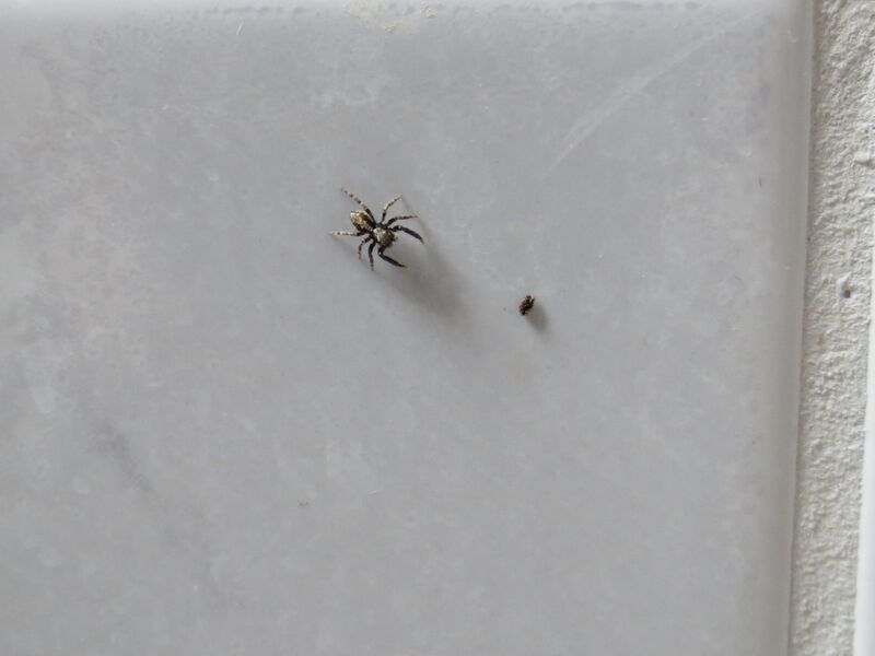 File:Pseudeuophrys lanigera 20.jpg