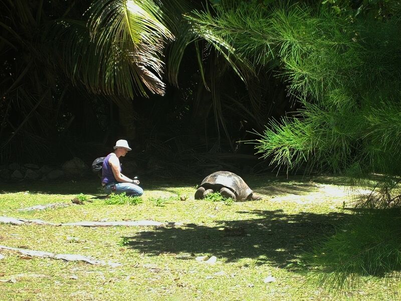 File:Aldabrachelys gigantea 01.jpg