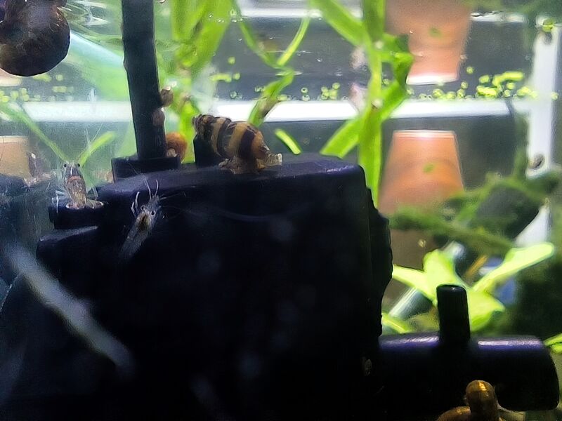 File:Anentome helena 04.jpg