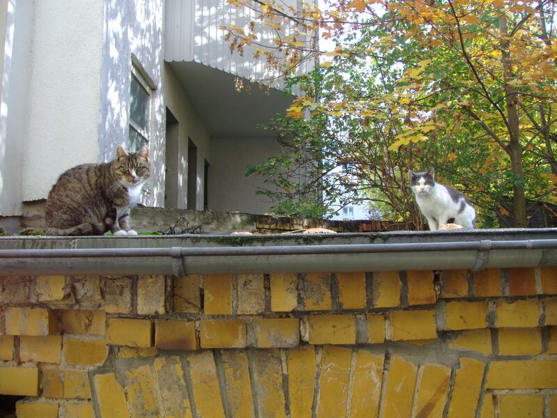 File:Felis catus 20.jpg