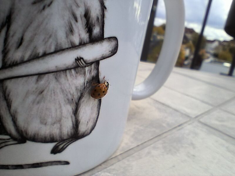 File:Harmonia axyridis 11.jpg