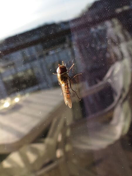 File:Episyrphus balteatus 07.jpg