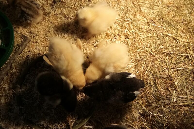 File:Gallus gallus 04.jpg