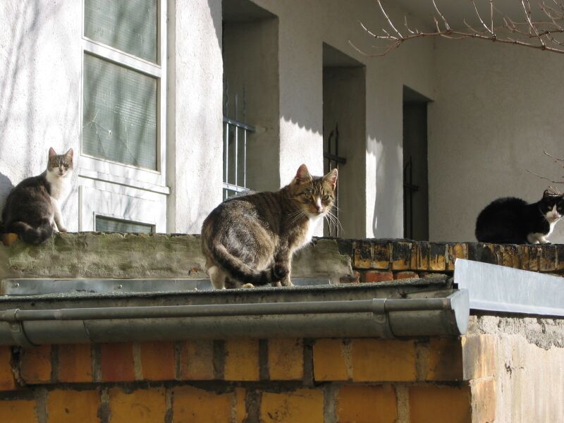 File:Felis catus 01.jpg