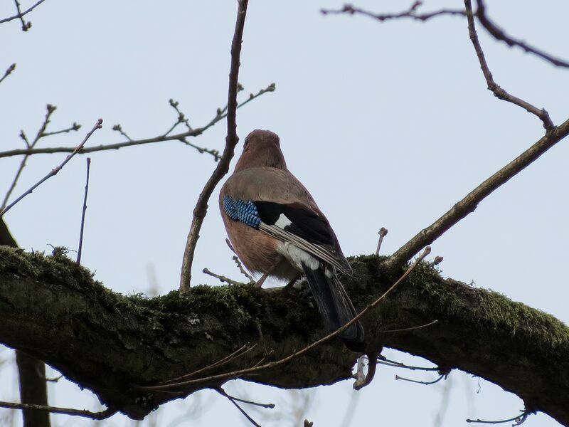 File:Garrulus glandarius 01.jpg