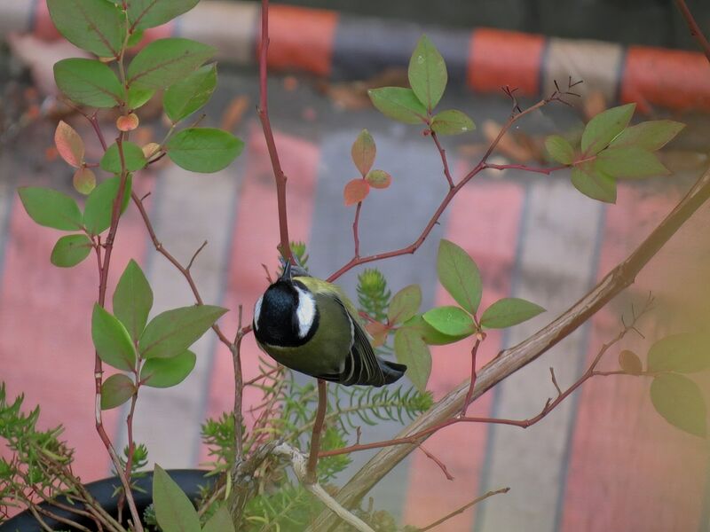 File:Parus major 05.jpg
