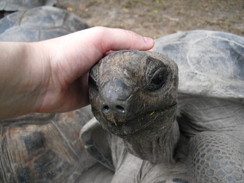 File:Aldabrachelys gigantea 04.jpg