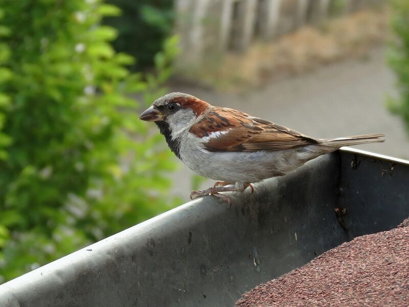 File:Passer domesticus 20.jpg