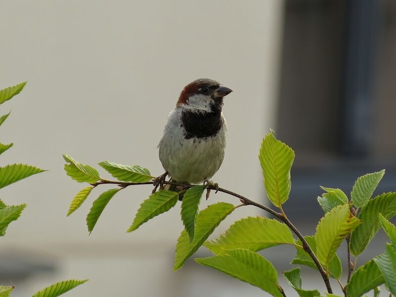 File:Passer domesticus 21.jpg