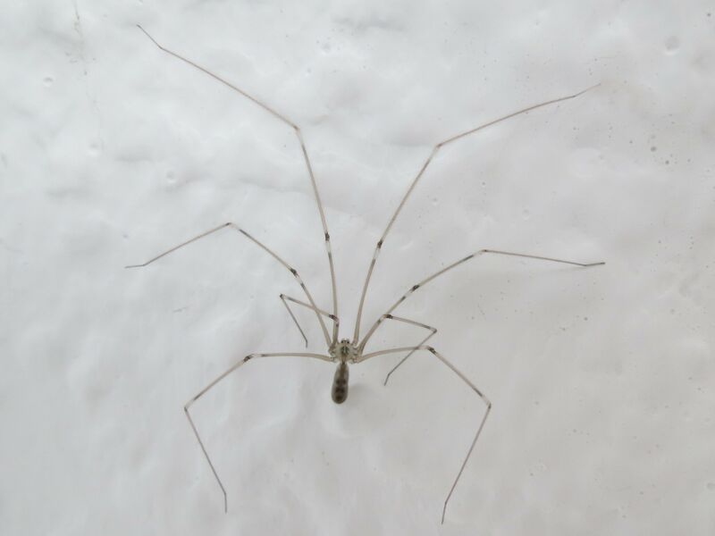File:Pholcus phalangioides 06.jpg