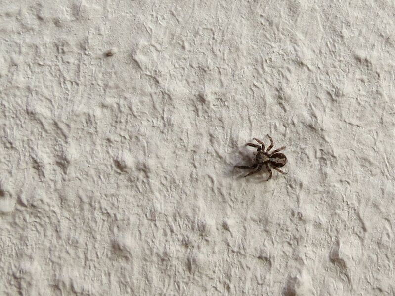 File:Pseudeuophrys lanigera 40.jpg