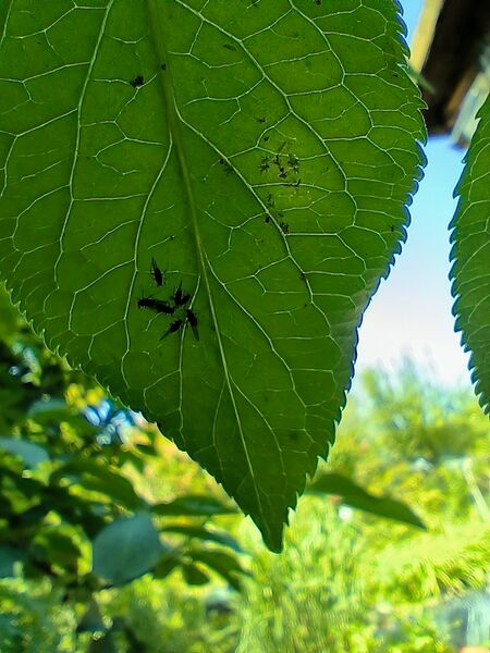 File:Aphis sambuci 04.jpg