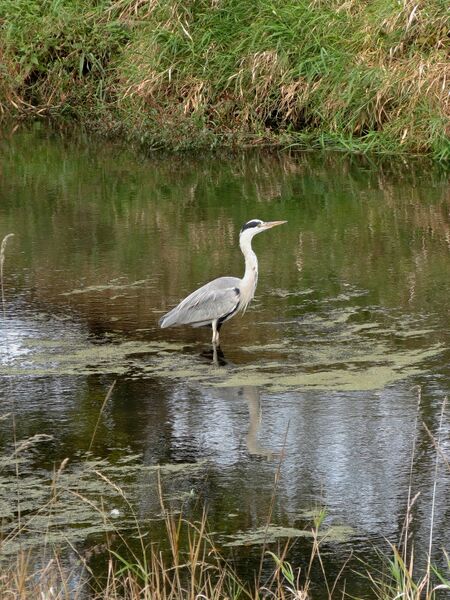 File:Ardea cinerea 04.jpg