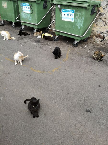 File:Felis catus 07.jpg