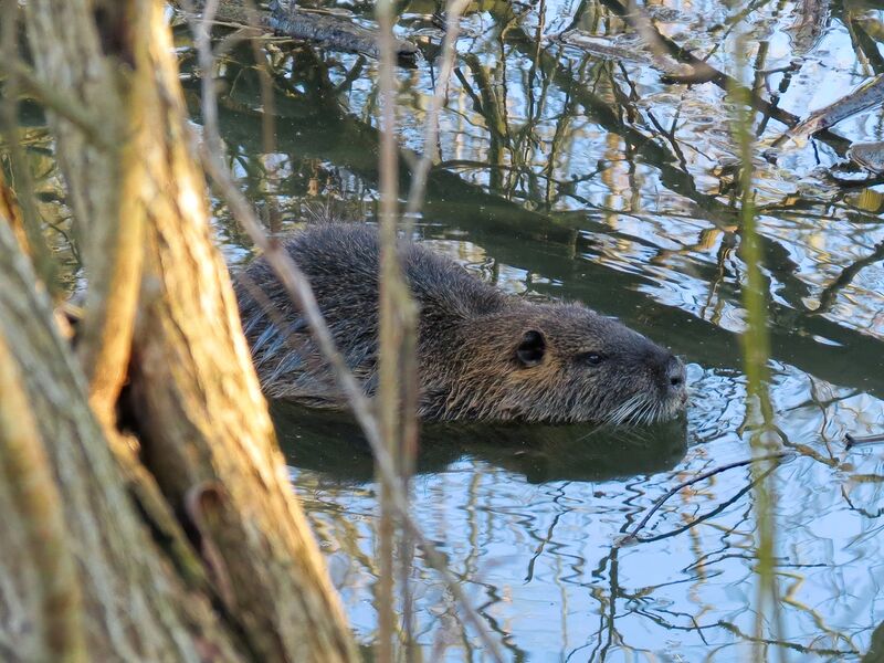 File:Myocastor coypus 03.jpg