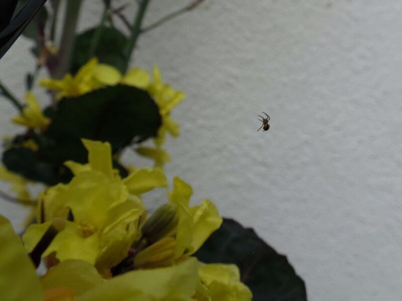 File:Zygiella x-notata 08.jpg