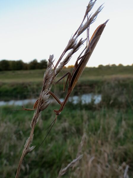 File:Mantis religiosa 07.jpg