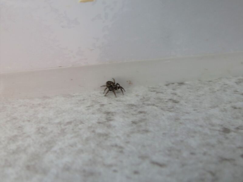 File:Pseudeuophrys lanigera 10.jpg