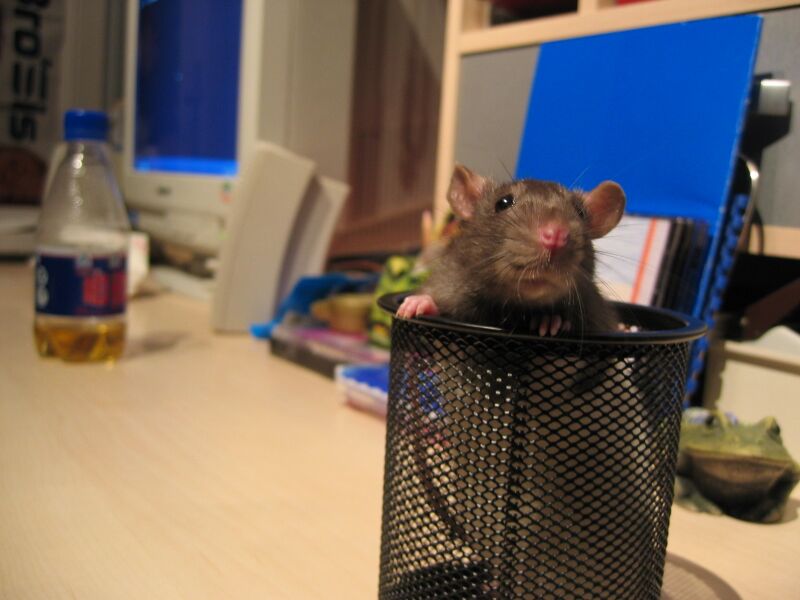 File:Rattus rattus 01.jpg