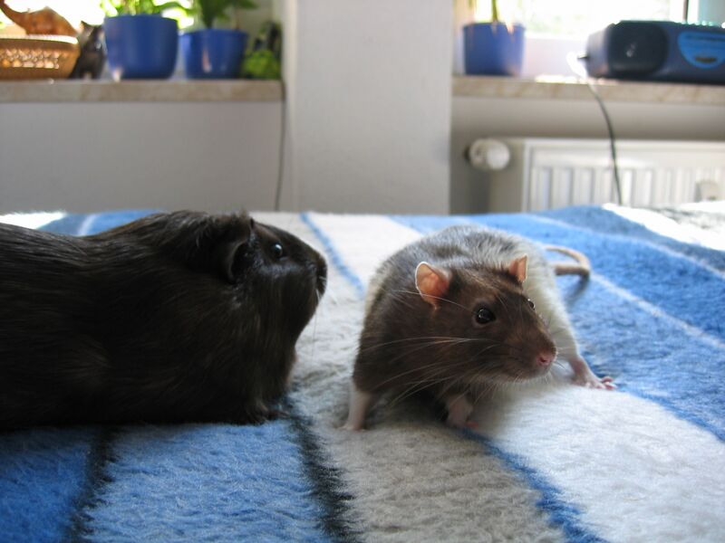 File:Cavia porcellus Rattus rattus 02.jpg