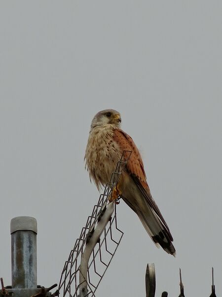 File:Falco tinnunculus 04.jpg