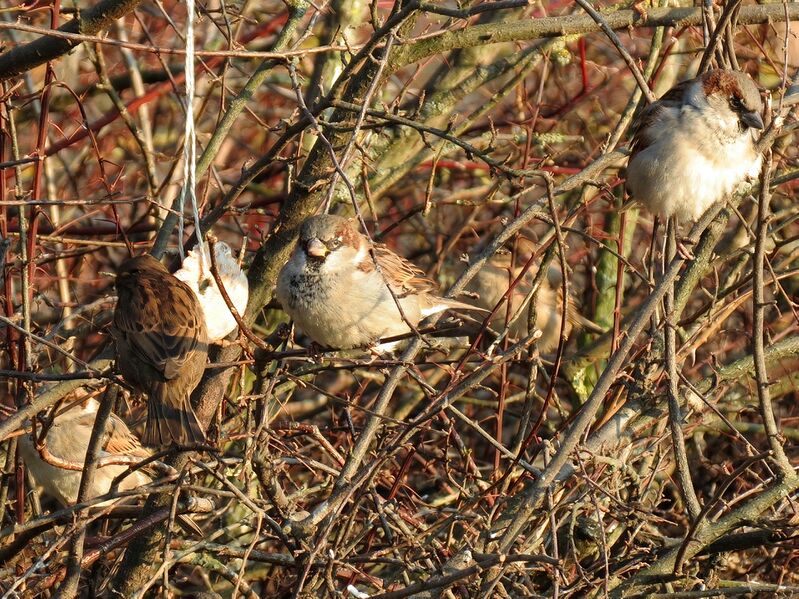File:Passer domesticus 10.jpg