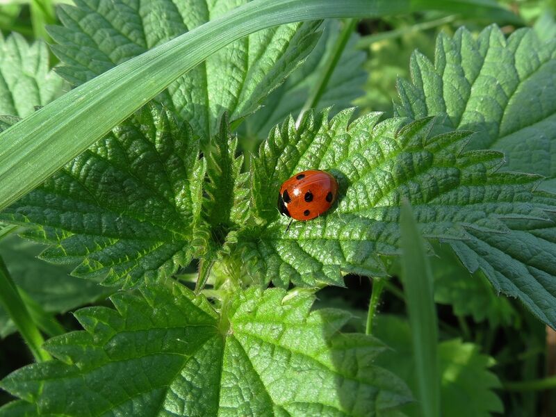File:Coccinella septempunctata 01.jpg