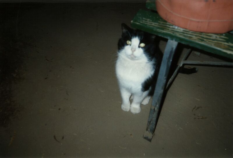 File:Felis catus 31.jpg