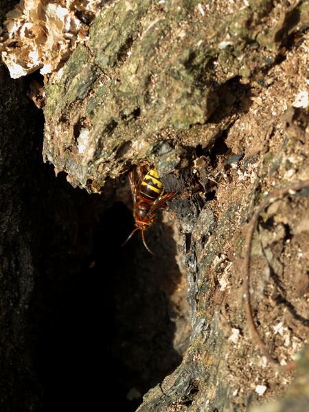 File:Vespa crabro 07.jpg