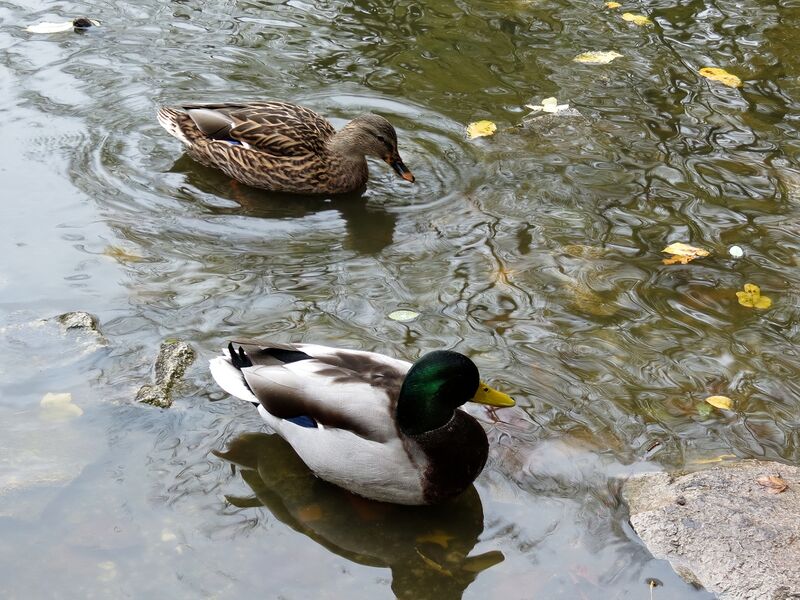File:Anas platyrhynchos 08.jpg