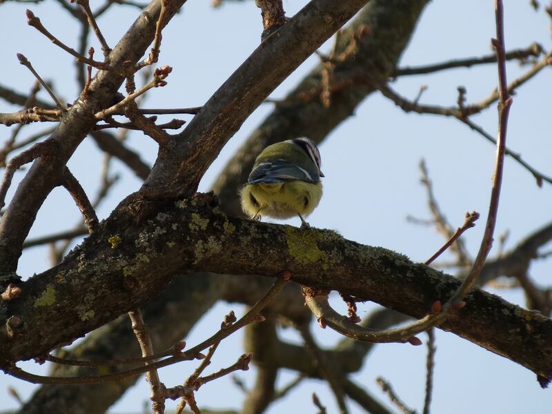 File:Cyanistes caeruleus 16.jpg
