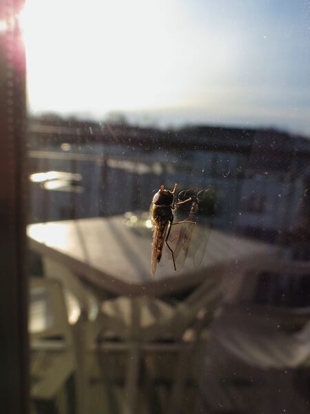 File:Episyrphus balteatus 06.jpg