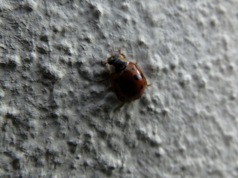 File:Harmonia axyridis 04.jpg