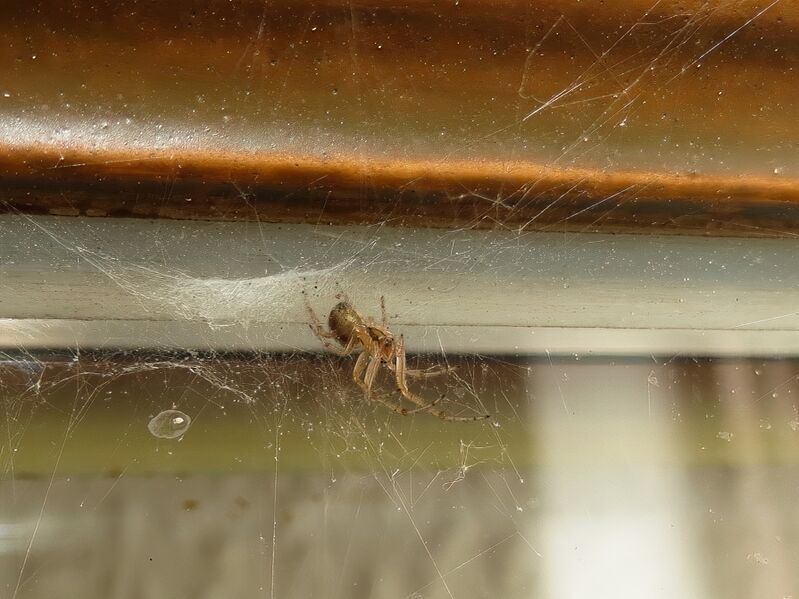 File:Zygiella x-notata 04.jpg