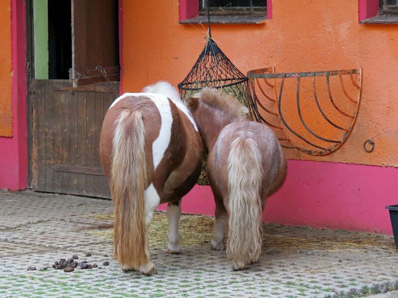File:Equus caballus 02.jpg