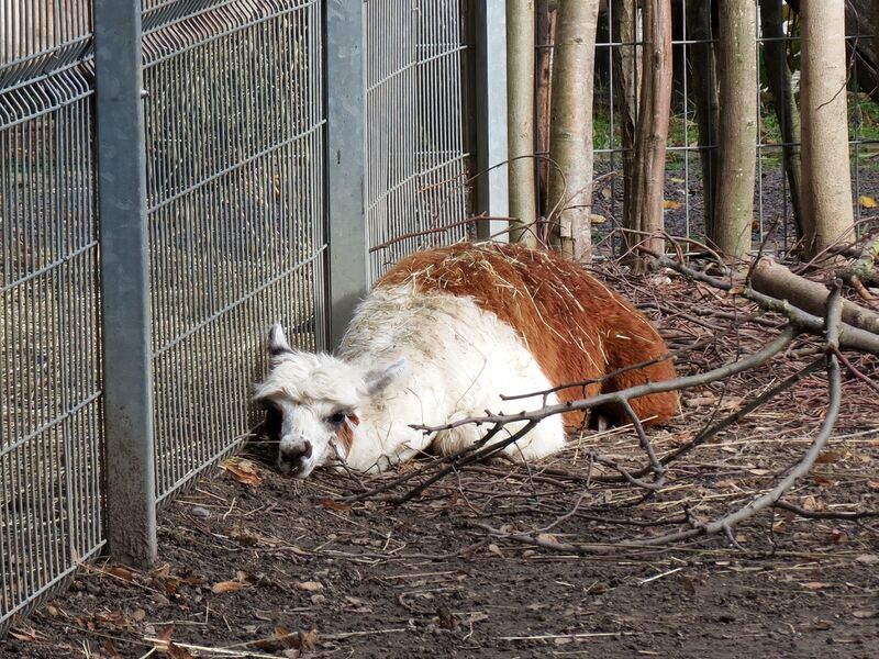 File:Lama pacos 04.jpg