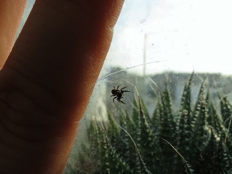 File:Pseudeuophrys lanigera 45.jpg