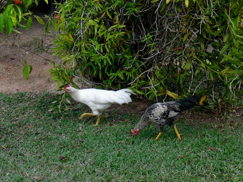 File:Gallus gallus 08.jpg