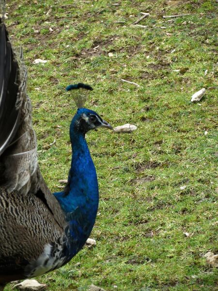 File:Pavo cristatus 04.jpg