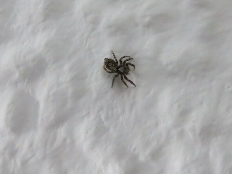 File:Pseudeuophrys lanigera 13.jpg