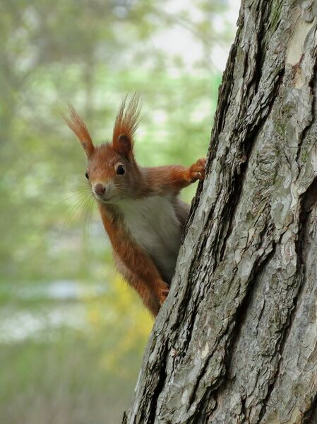File:Sciurus vulgaris 06.jpg