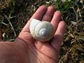 shell in hand 2