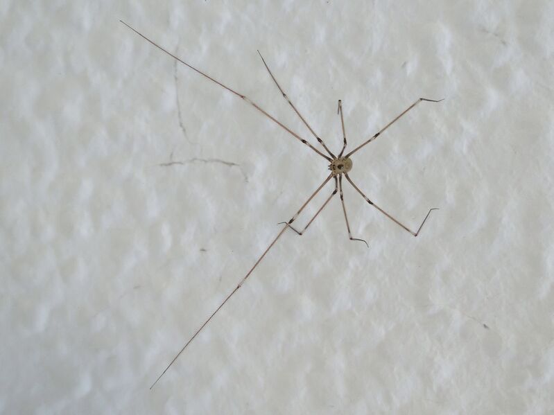 File:Pholcus phalangioides 01.jpg