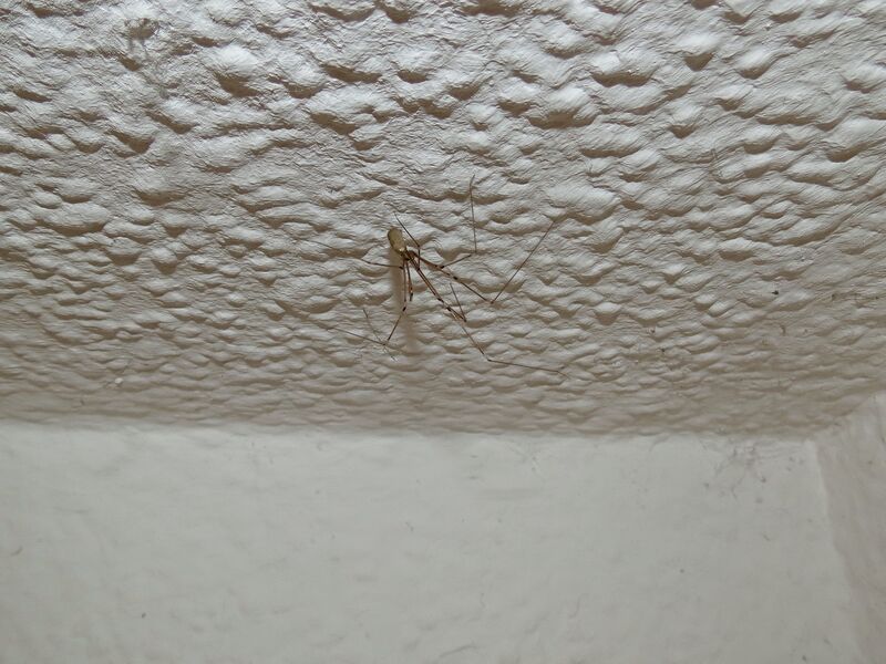 File:Pholcus phalangioides 03.jpg