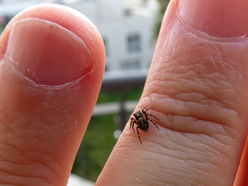 File:Pseudeuophrys lanigera 44.jpg