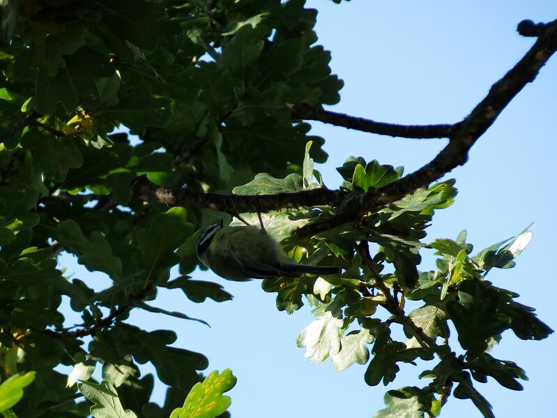 File:Cyanistes caeruleus 06.jpg