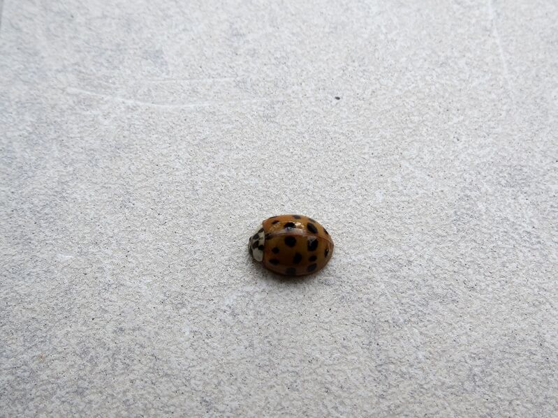 File:Harmonia axyridis 08.jpg