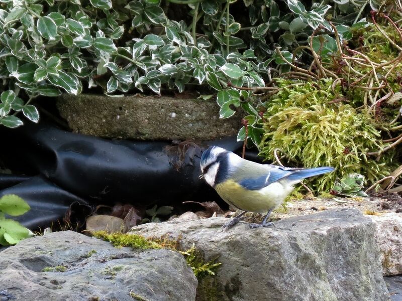 File:Cyanistes caeruleus 11.jpg