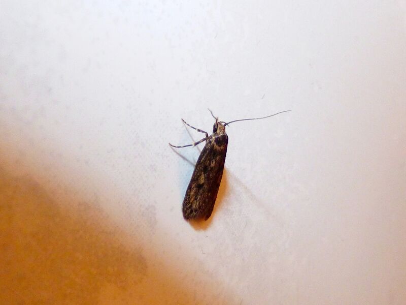 File:Hofmannophila pseudospretella 02.jpg