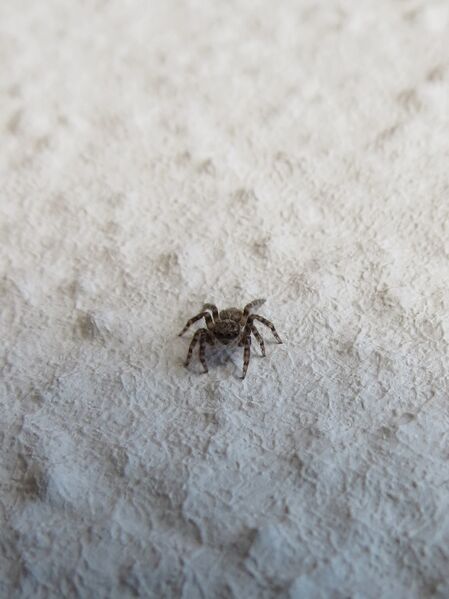 File:Pseudeuophrys lanigera 36.jpg